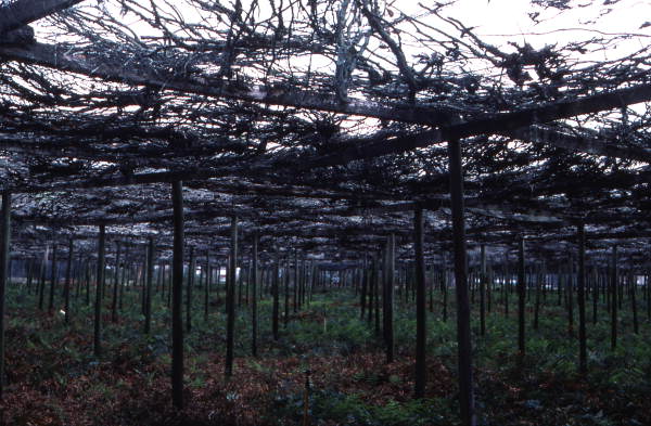 Ferns growing - Pierson, Florida
