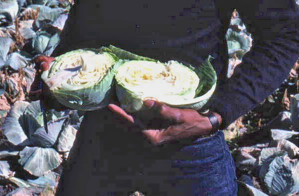 Cabbage - Hastings, Florida