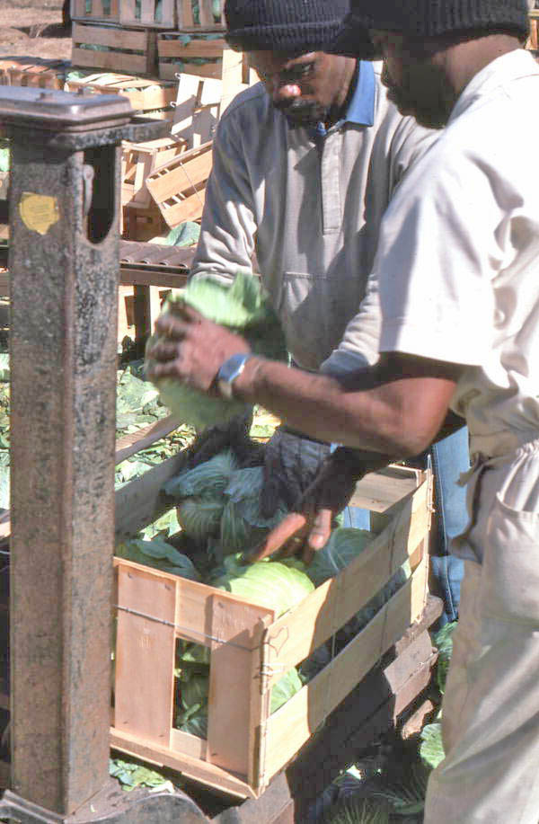 Farm workers packing cabbage into crates - Hastings, Florida