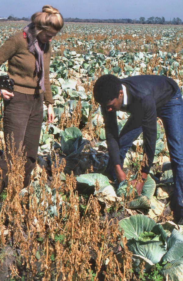 Vince Singleton showing Mary Anne McDonald how to pick cabbage - Hastings, Florida