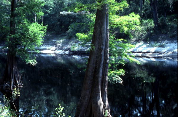 Suwannee River at White Springs - White Springs, Florida