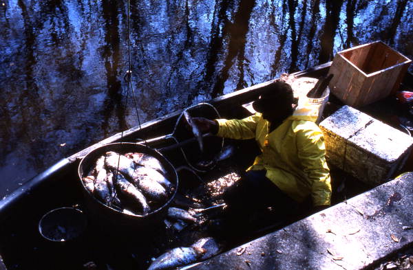 Dave Sheffield coming in with a load of shad - Palatka, Florida.
