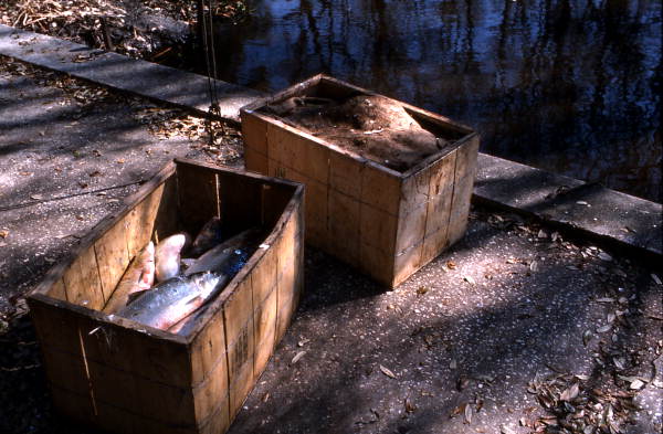 Shad packed into crates - Palatka, Florida.