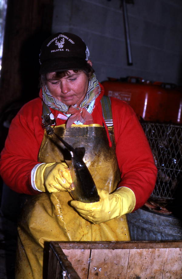 Francis Schmidt cleaning shad - Palatka, Florida.