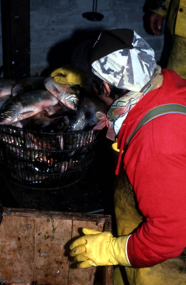 Francis Schmidt sorting shad - Palatka, Florida.