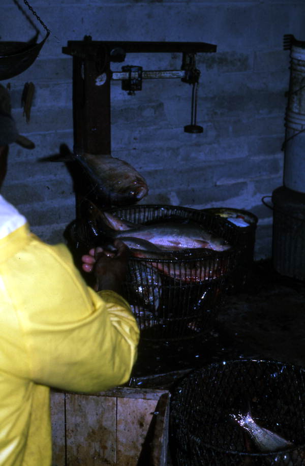 Francis Schmidt weighing fish - Palatka, Florida.