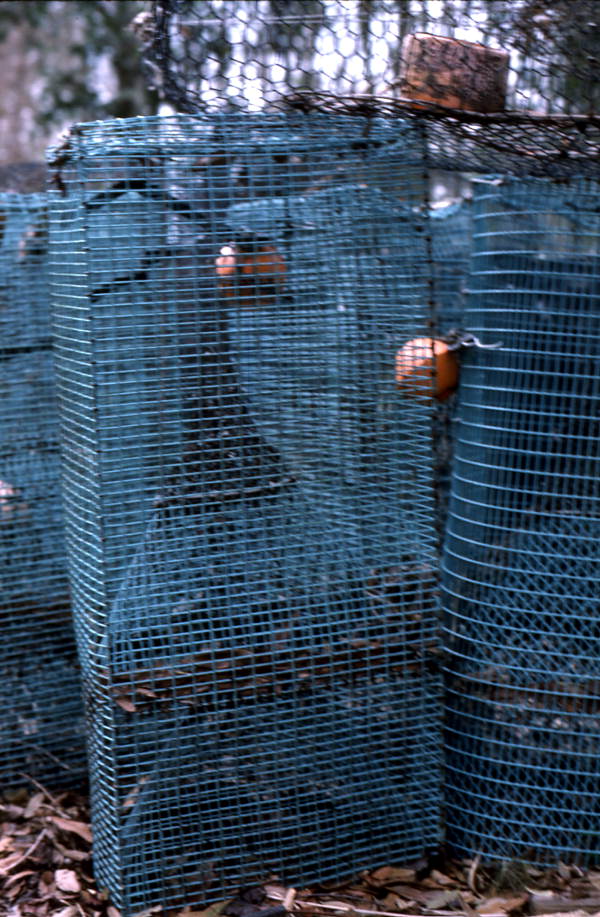 Fish traps - East Palatka, Florida.