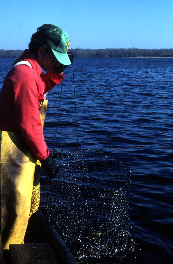 Tommy Noles pulling a fish trap out of the water - Crescent City, Florida.