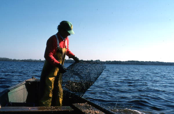 Tommy Noles pulling a fish trap out of the water - Crescent City, Florida.