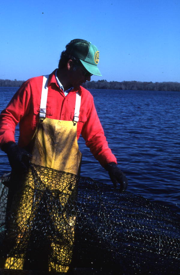 Tommy Noles pulling a fish trap out of the water - Crescent City, Florida.