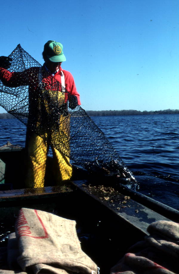 Tommy Noles pulling a fish trap out of the water - Crescent City, Florida.