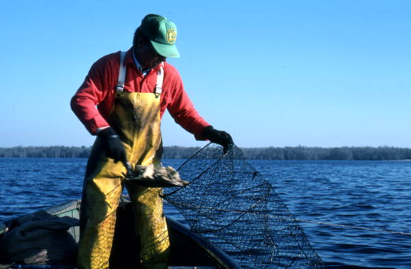 Tommy Noles shoveling soybean bait into his fish trap - Crescent City, Florida.