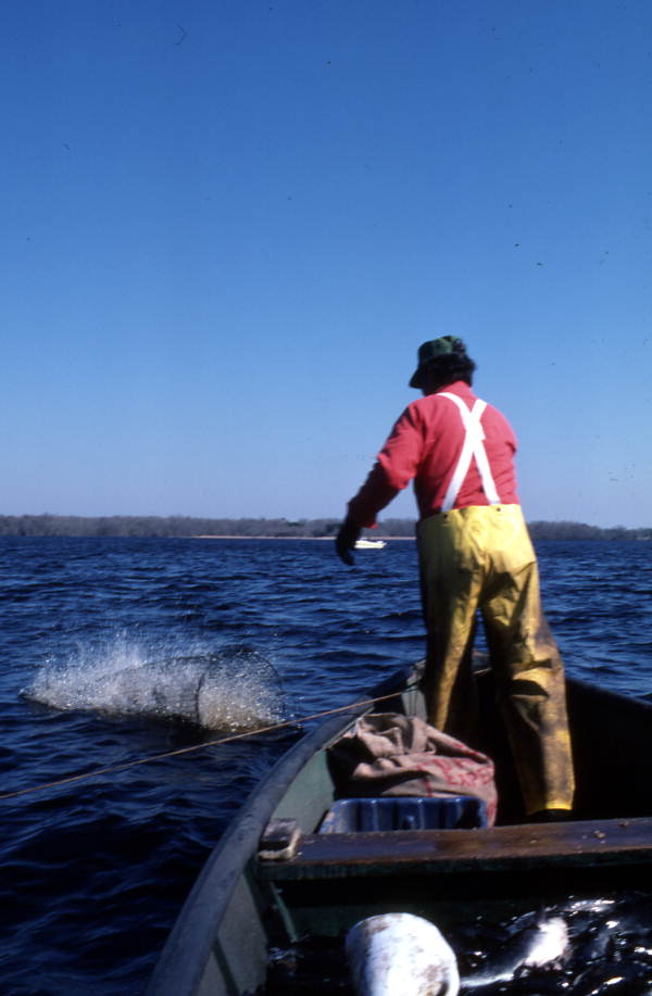 Tommy Noles tossing his fish trap into the water - Crescent City, Florida.