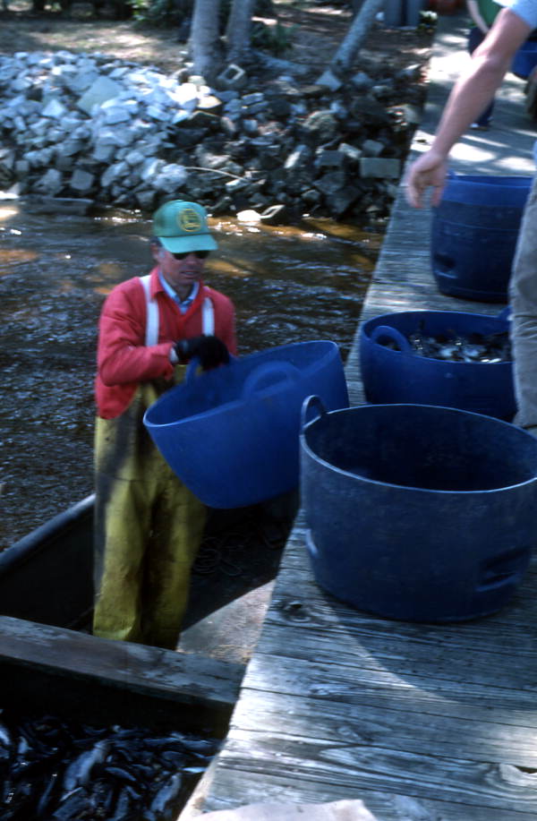 Tommy Noles passing containers of catfish to his son Devron - Crescent City, Florida.