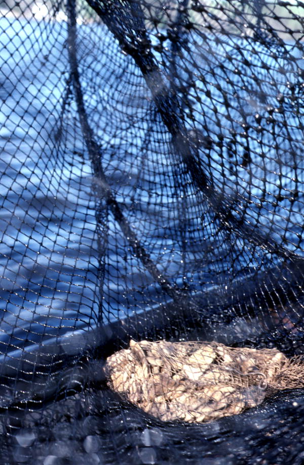 Fishing net - Palatka, Florida.