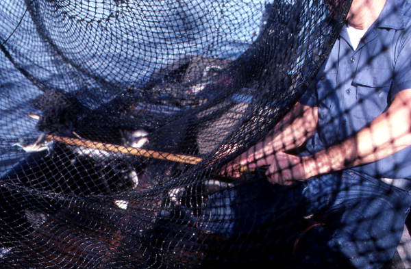 Inside of a fishing net - Palatka, Florida.