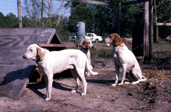 L.A. Edenfield's hunting dogs - White Springs, Florida