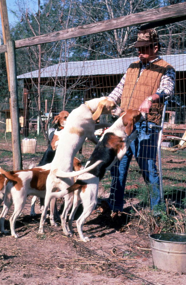 L.A. Edenfield and his hunting dogs - White Springs, Florida