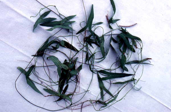 Herb collected for medicinal use - Big Cypress Reservation, Florida