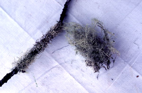 Herb collected for medicinal use - Big Cypress Reservation, Florida