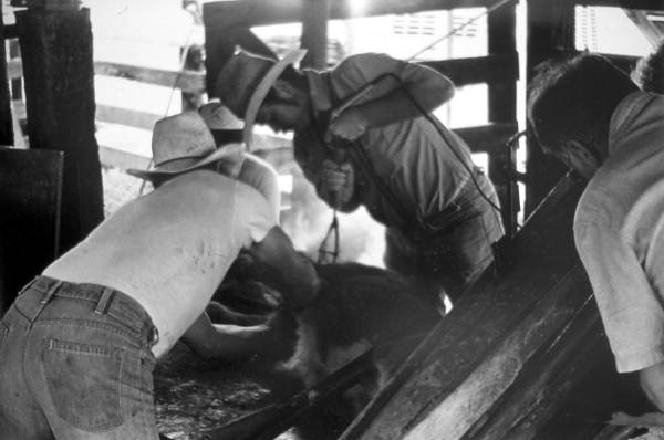 Terry Myers, Ron Breton, Ronnie Sylvester, and Dan Childs branding a cow - Lake Placid, Florida
