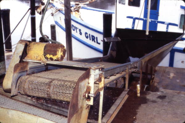 View of conveyor belt at Wood's Fresh & Frozen Shrimp - Port Saint Joe, Florida.