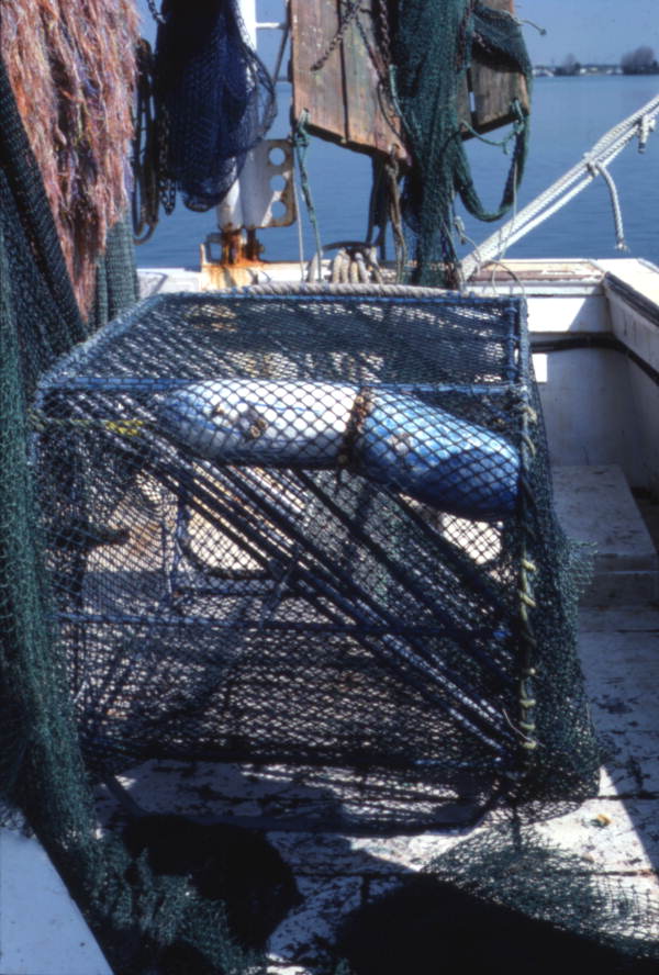 View of "Turtle shooter" on a shrimp net - South Daytona, Florida.