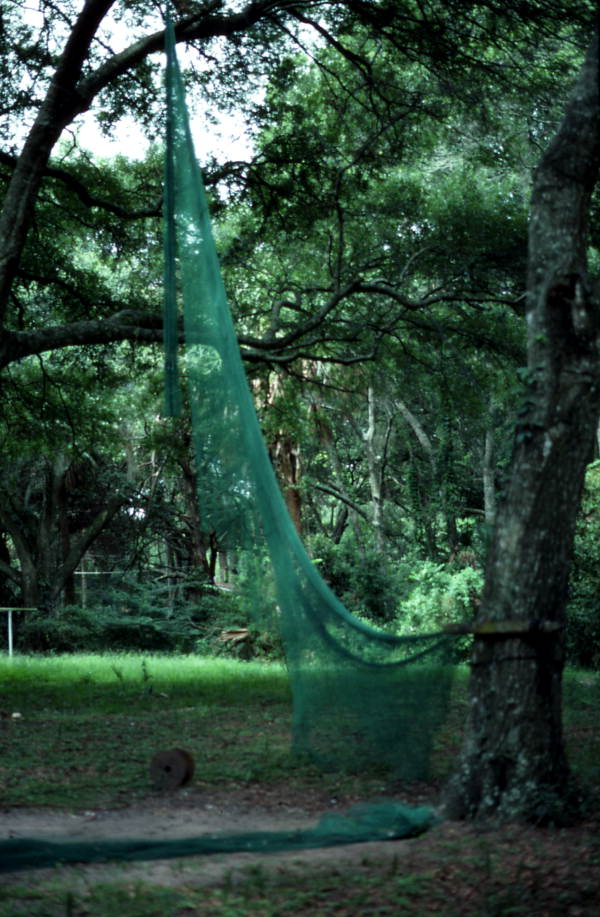 Nets hung from trees on property of Martin Cooper - Jacksonville, Florida