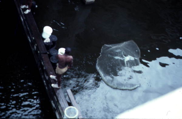 Cast net fishing on the Ribault River - Jacksonville, Florida.