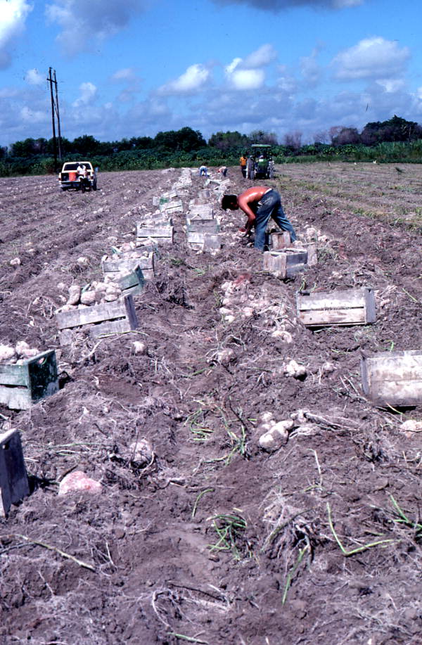 Laborer harvesting sweet potato crop - Homestead, Florida