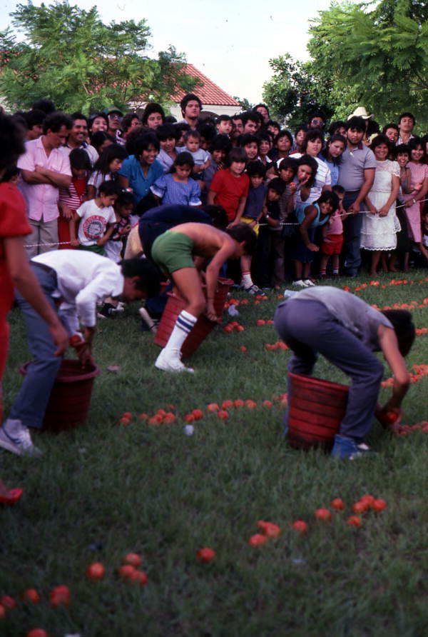 Participants picking up tomatoes in a Mexican Independence Day tomato picking contest - Florida City, Florida