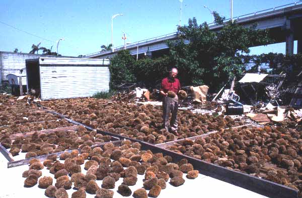 Drying sponges at Arrellano Brothers Sponge Distributors - Miami, Florida.