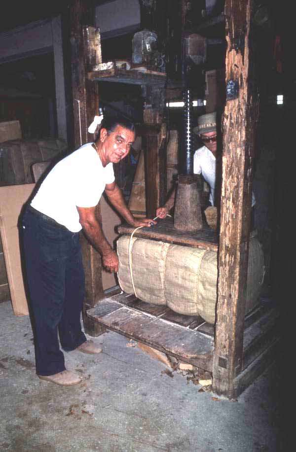 Packing sponges at Arrellano Brothers Sponge Distributors - Miami, Florida.