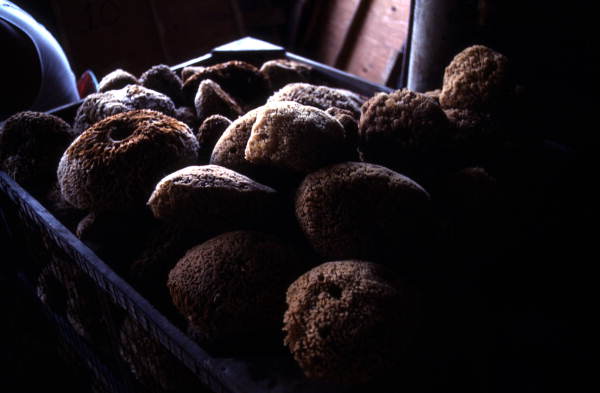 Sponges in a crate : Miami, Florida.