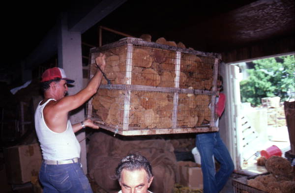 Workers carrying a crate of sponges - Miami, Florida.