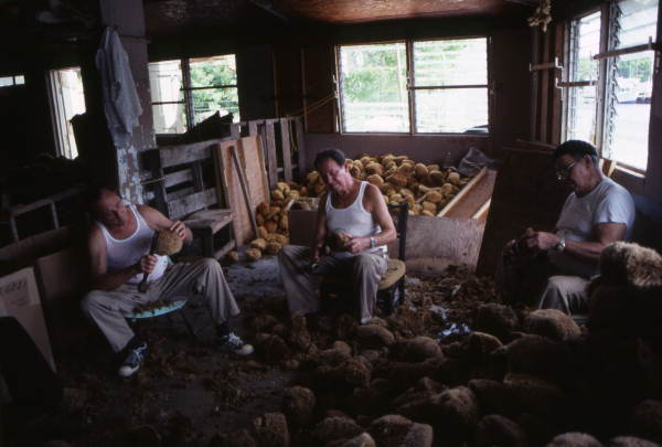 Three men cutting sponges : Miami, Florida.
