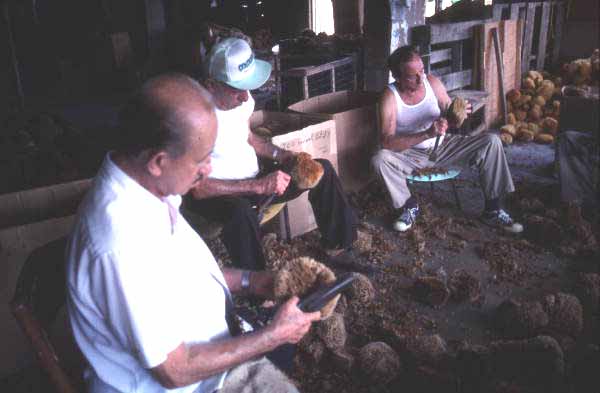 Three men cutting sponges - Miami, Florida.