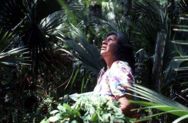 Agnes Cypress looking for medicinal plants - Big Cypress Reservation, Florida