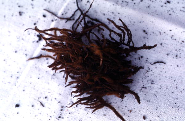 Herb collected for medicinal use - Big Cypress Reservation, Florida