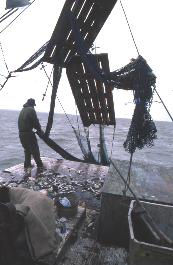 Dale Davis emptying nets on a shrimp boat - Apalachicola, Florida.