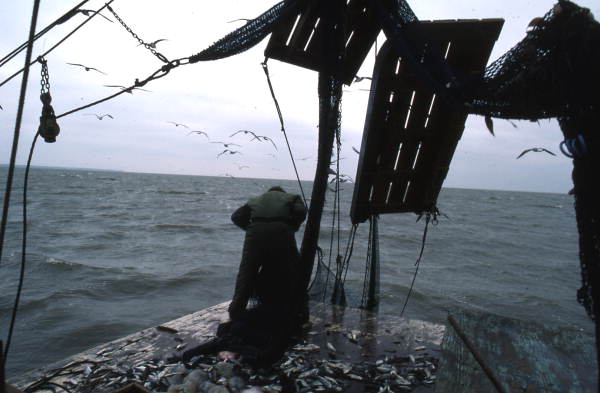 Dale Davis emptying nets on a shrimp boat - Apalachicola, Florida.