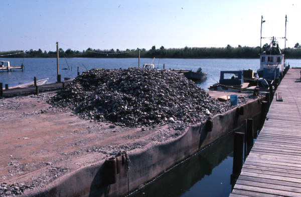 Barge used to carry shells to oyster bars - Apalachicola, Florida.