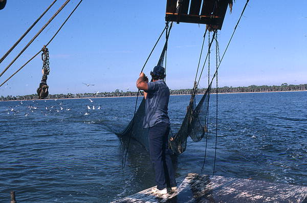 Lloyd's Seafood worker Dale Davis bringing his trawl net on the deck - Apalachicola Bay, Florida.