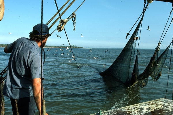 Lloyd's Seafood worker Dale Davis bringing his trawl net on the deck - Apalachicola Bay, Florida.