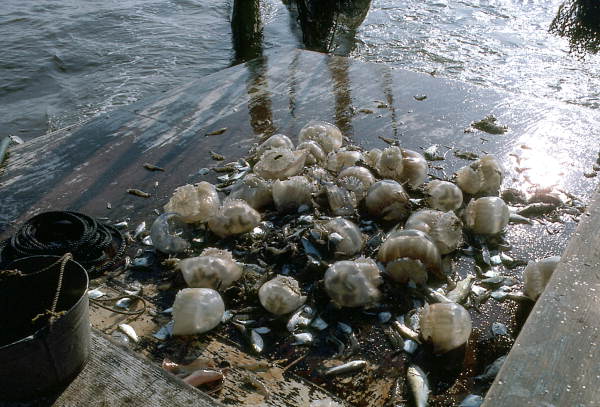 Catch on the deck of Lloyd's Seafood shrimp boat- Apalachicola Bay, Florida.