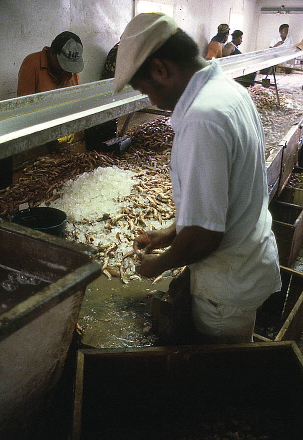 Roland Seafood worker Arthur Mattox removing shrimp heads- Jacksonville, Florida.
