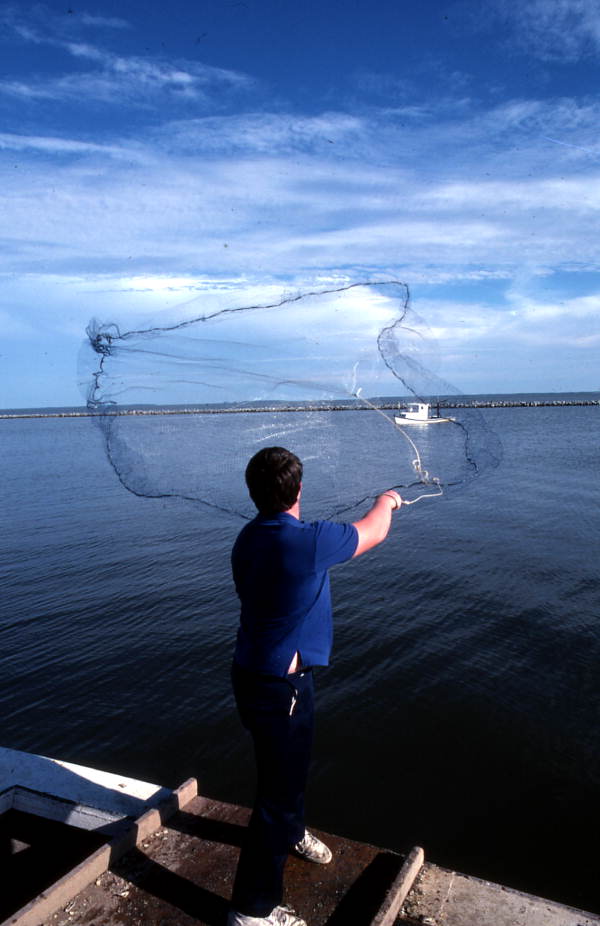 Bernard Miller throws a cast net - Eastpoint, Florida