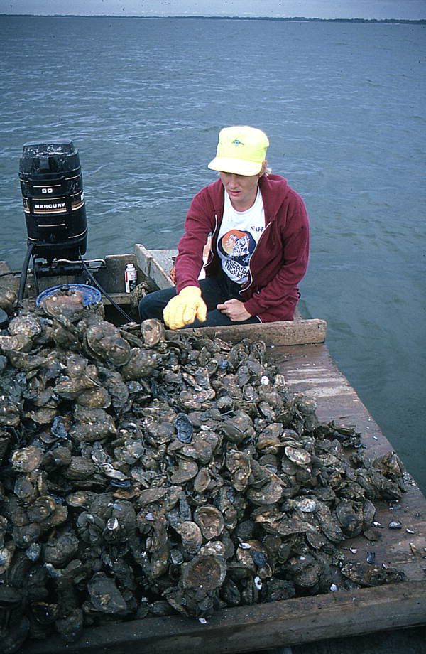 Nancy Nusz culling oysters - Apalachicola Bay, Florida