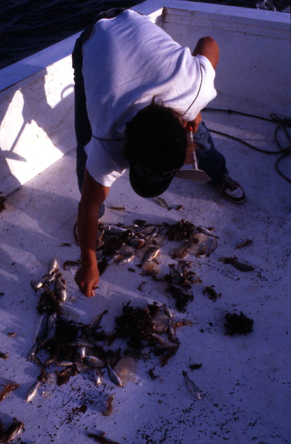 Greg Herrin picks up shrimp from the catch : Jacksonville, Florida.