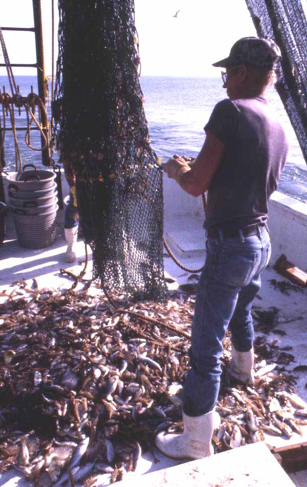 Charles Herrin empties trawl net : Jacksonville, Florida